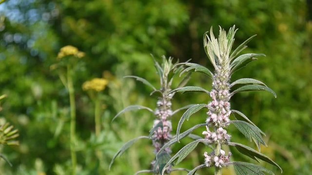Leonurus cardiaca, motherwort, medical plant in the field. Throw-wort, lions ear, lions tail. Video HD static camera shooting.