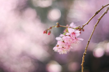 Cherry blossom