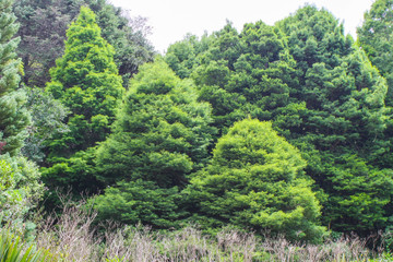 Green trees in the summer