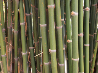 Bamboo forest. Trees background inside tropical jungle