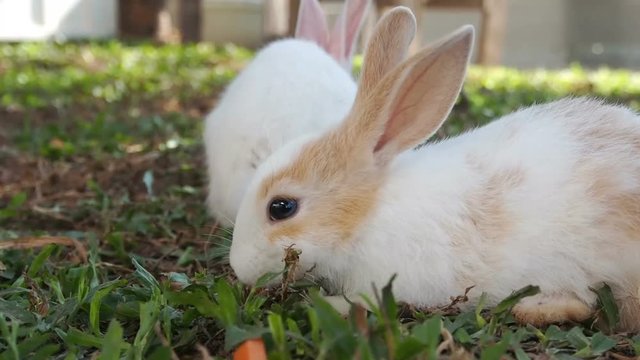 Big Rabbit Scramble Eats Carrots Rabbits Smaller