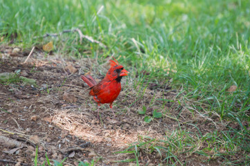 Seeds can be seen in the mouth of this male cardinal as he enjoys a simple meal on the ground in Missouri. The photographer used a bokeh effect to make the bird stand out.