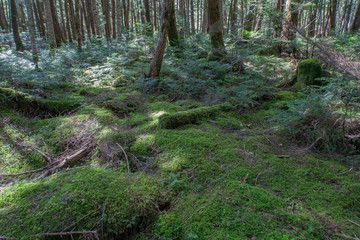 八ヶ岳の森林