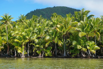 Lush coconut trees on the shore of the lake Fauna Nui, Maeva, Huahine island, French Polynesia