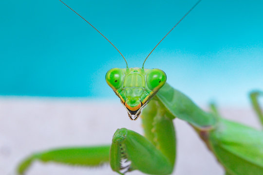 Close up image of mantis looking into camera.