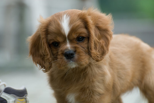 Quizzical Puppy