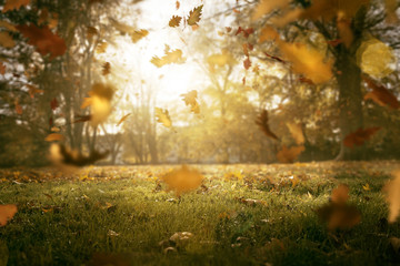 Fallendes Herbstlaub