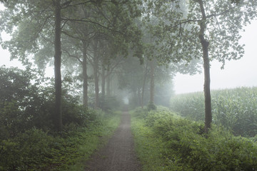 Rural pathway with trees in the mist.