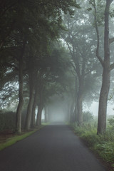 Country road in the mist with trees along both sides.
