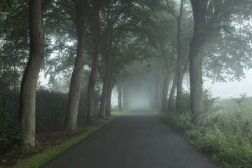 Obraz premium Country road in the mist with trees along both sides.