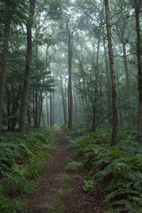 Fototapeta premium Pathway through ferns in misty forest.