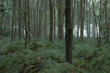 Tree trunks and ferns in misty forest.