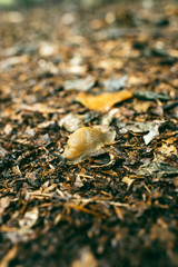 Close-up of slug on forest ground covered in leaves.
