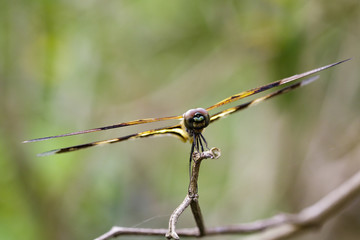 Image of Variegated Flutterer Dragonfly (Rhyothemis variegata) on nature background. Insect Animal