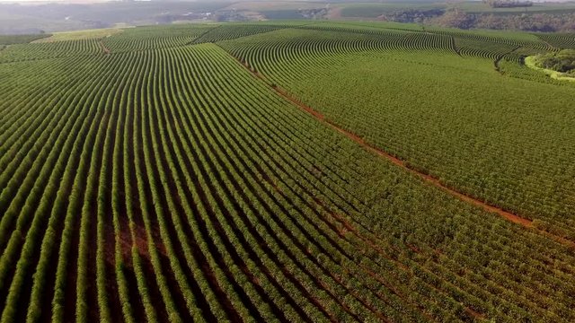 Aerial view coffee plantation in Minas Gerais state - Brazil