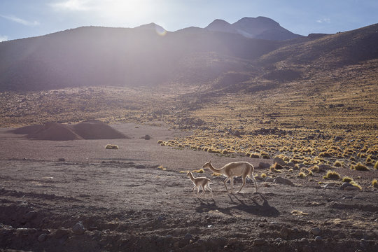 Vicugna is one of two wild South American camelids which live in the high alpine areas of the Andes,
