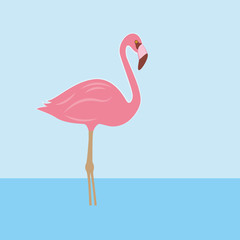 flamingo im wasser