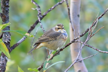 Luscinia svecica. Bluethroat sitting on a branch