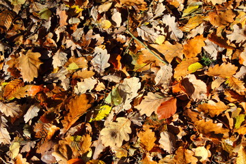 colorful autumn foliage background texture