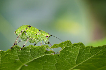 Image of Katydid Nymph Grasshoppers (Tettigoniidae) on green leaves. Insect Animal