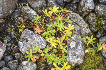 Autumn vegetation growing on lava in Iceland
