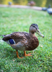 Duck standing in a pond on a grass background