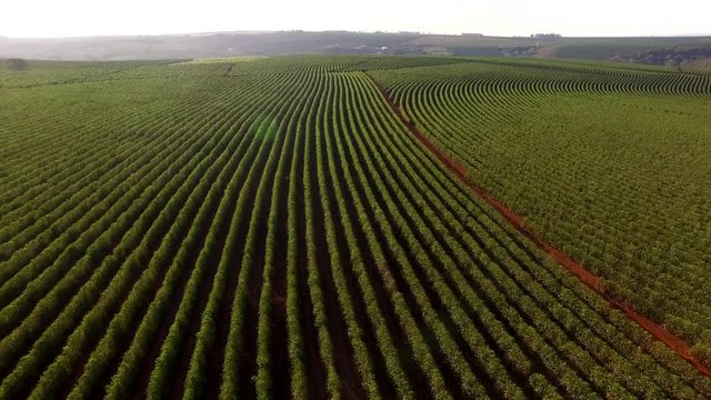 Aerial view coffee plantation in Minas Gerais state - Brazil 