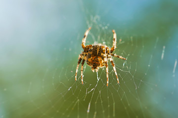 Kreuzspinne in ihrem Netz wartet auf Beute