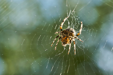 Kreuzspinne in ihrem Netz wartet auf Beute