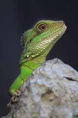 iguana