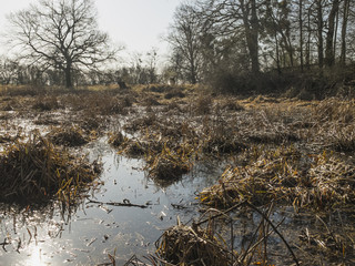 Marshes in the Early Morning