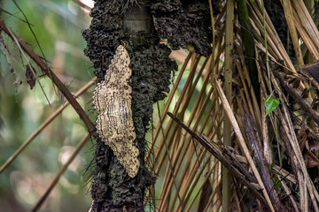 Mariposa-imperador (Thysania agrippina) | White witch photographed in Linhares, Espírito Santo - Southeast of Brazil. Atlantic Forest Biome. 