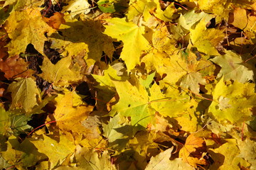 colorful autumn foliage background texture
