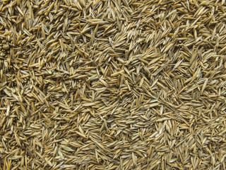 Grass Seed Abstract