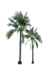 Two coconut tree isolated on white background used for advertising decorative architecture. Summer and beach concept