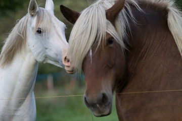 Obraz premium Chevaux
