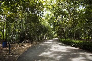 Fototapeta na wymiar Sri Nakhon Khuean Khan Park and Botanical Garden or khung bang kachao park at Samut Prakan, Thailand