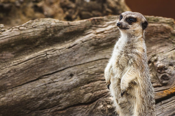 Portrait of standing meerkat (Suricata suricatta) guarding.