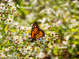 monarch butterfly on  flowers
