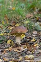 Champignons