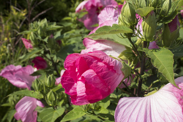 Partially closed hibiscus bud