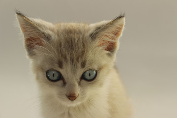 Cropped shot of cute kitten with blue eyes. Little Kitten. Cute Kitten.
