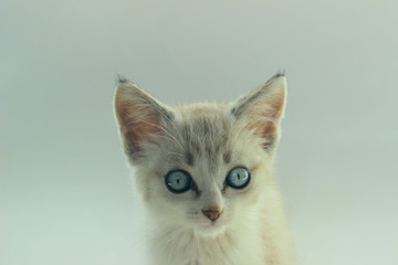 Fototapeta na wymiar Cropped shot of cute kitten with blue eyes. Little Kitten. Cute Kitten. 