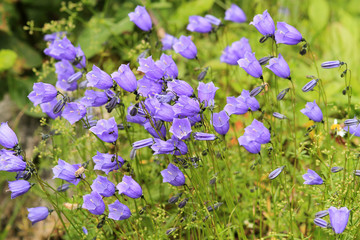 Scheuchzers Glockenblume (Campanula scheuchzeri), Blüten