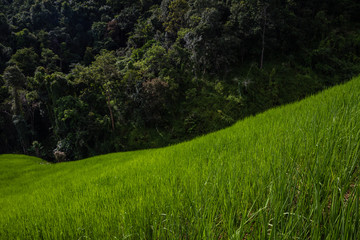 Obraz premium Amazing view with diagonal composition with paddy field and forest, green wallpaper and background, thailand, asia