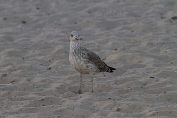 Mouette