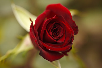 Bud of a red rose growing in the garden, close-up. Background.