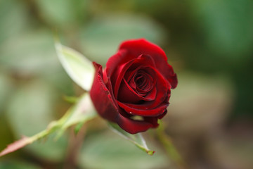 Bud of a red rose growing in the garden, close-up. Background.