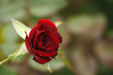 Bud of a red rose growing in the garden, close-up. Background.