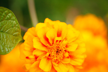 A flower of a marigold growing in the garden, close-up. Background.Tagetes
